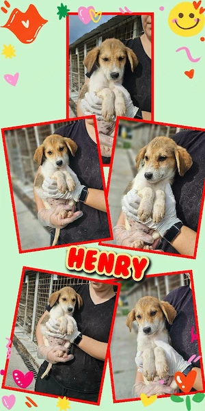 wunderschöner Welpenjunge "Henry" sucht ein liebevolles Zuhause