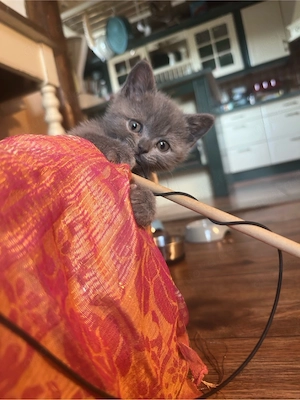 BKH kitten 