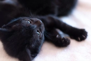 süsse russisch blau Kitten abgabebereit 