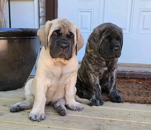 English-Mastiff-Welpen 