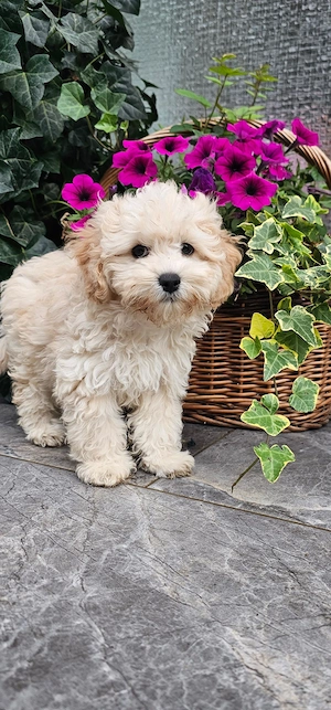 Maltipoo Welpen, geimpft und entwurmt 