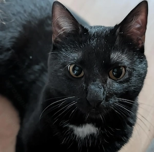 Kater in liebevolle hände anzugeben 