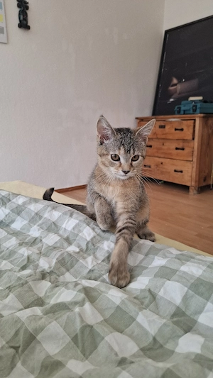 BKH Maincoon mix sucht für immer Zuhause 
