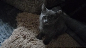 Eine babykatze 