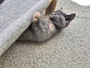 BKH Kitten 