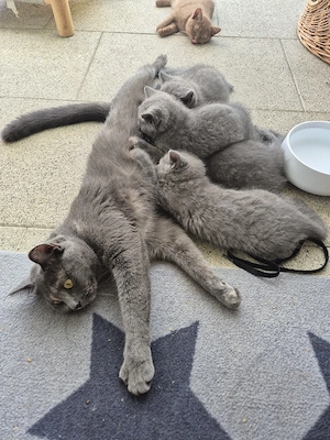 BKH Kitten 