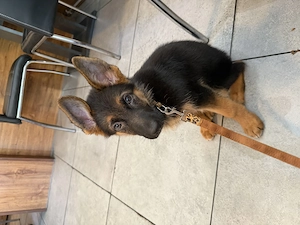 Schäferhund 