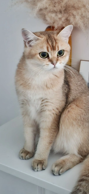 Reinrassige Bkh Katze sucht neues Zuhause