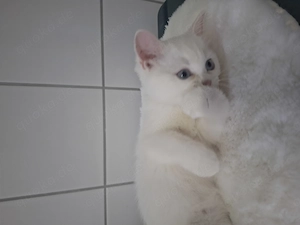   Kleine reinrassige BkH Prinzessin  ab sofort abzugeben