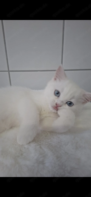   Kleine reinrassige BkH Prinzessin  ab sofort abzugeben