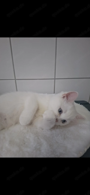   Kleine reinrassige BkH Prinzessin  ab sofort abzugeben