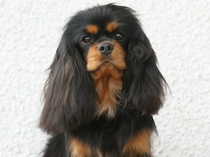Cavalier King Charles Hündin in black & tan in liebevolles Zuhause abzugeben