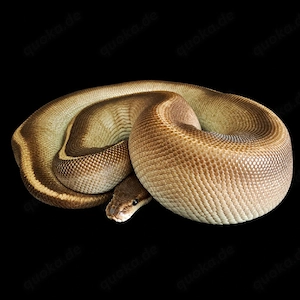 Königspython 0.1 Wookie Blackpastel Mojave GHI Hamm