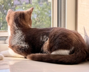 Schöne Bkh-Britisch kurzhaar Kitten, schoko weiß