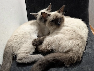 siam Himalayan kitten