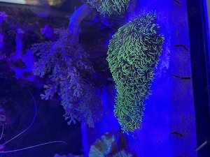 Meerwasser Aquarium Korallen