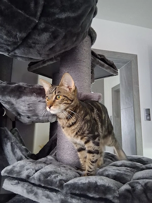 Zauberhafte XXL maine coon mix