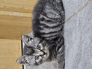 Baby Katzen 3 Stück