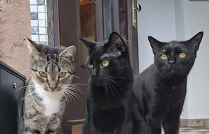 wundervolles Katzentrio abzugeben