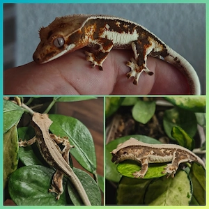 Hamm Kronengecko, High Expression Tricolor Lilly White