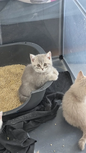 Reinrassige BKH Kitten in liebvolle Hände abzugeben