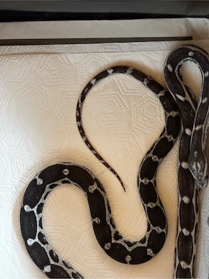 0.1 scaleless Anery adult Female