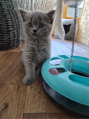 BKH Kitten