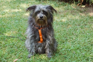 Kitty - 8 Jahre - Pudel Mix - Tierhilfefranken e.V.