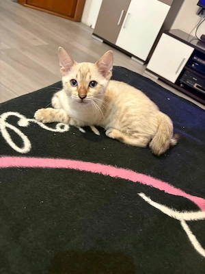 Snow Lynx Bengal Kitten