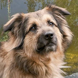 Sly - 2 Jahre - Briard Mix - Tierhilfe Franken e.V.