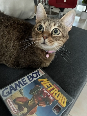 Hauskatze in gute Hände abgeben