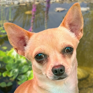 Madita - 10 Monate - Chihuahua - Tierhilfe Franken e.V.