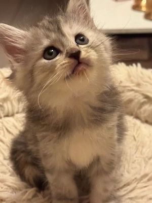 BKH - Maine Coon mix Katzen