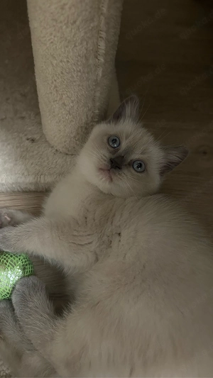 Junge katze 