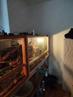 Südliche Madagaskar Boa mit Terrarium 