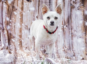 Fueri - 9 Jahre - Chihuahua-Mix - Tierhilfe Franken e.V.