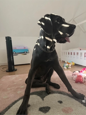 Cane Corso Hündin