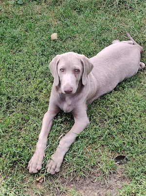 Welpen Weimaraner Mix 