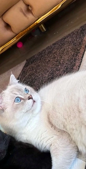 Wunderschöner Kater 