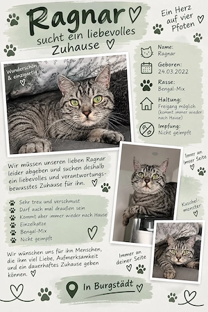 Bengal Mix
