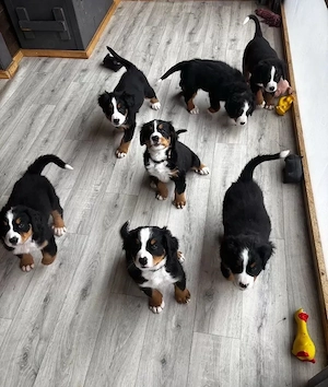 Berner Sennenhundwelpen suchen ein neues Zuhause