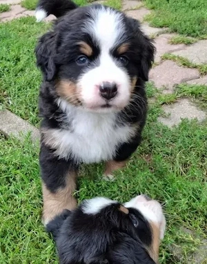 Berner Sennenhundwelpen suchen ein neues Zuhause