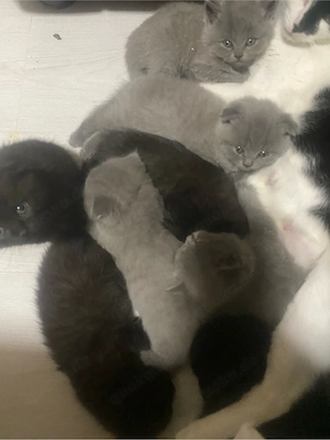 **Katzenbabys   **