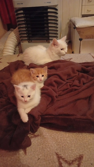 Zwei Katzenkitten 