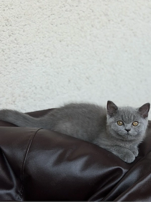 Wunderschöner Britisch-Kurzhaar-Kater in traumhaftem Blau sucht sein liebevolles Zuhause   