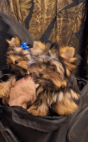 Yorkshire Terrier