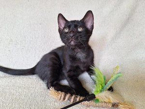Seltene melanistic Bengal Jungs mit Stammbaum + Gesundheitszeugnis 