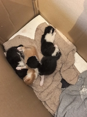 Katzen Babys kitten 