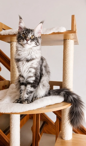=^..^=Traumhaft schöne extrem verschmuste Maine Coon kitten mit Stammbaum aus seriöser Zucht =^..^=