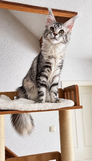 =^..^=Wunderschöne extrem verschmuste Maine Coon kitten mit Stammbaum aus seriöser Zucht =^..^=